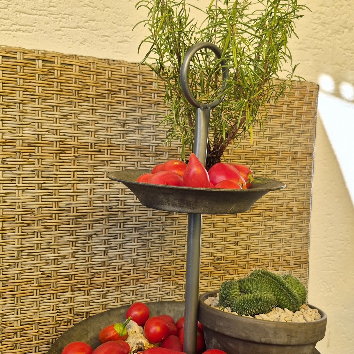 Und die heutige Ernte: Tomaten 🍅 " Risibella" und " rote Zora". 
