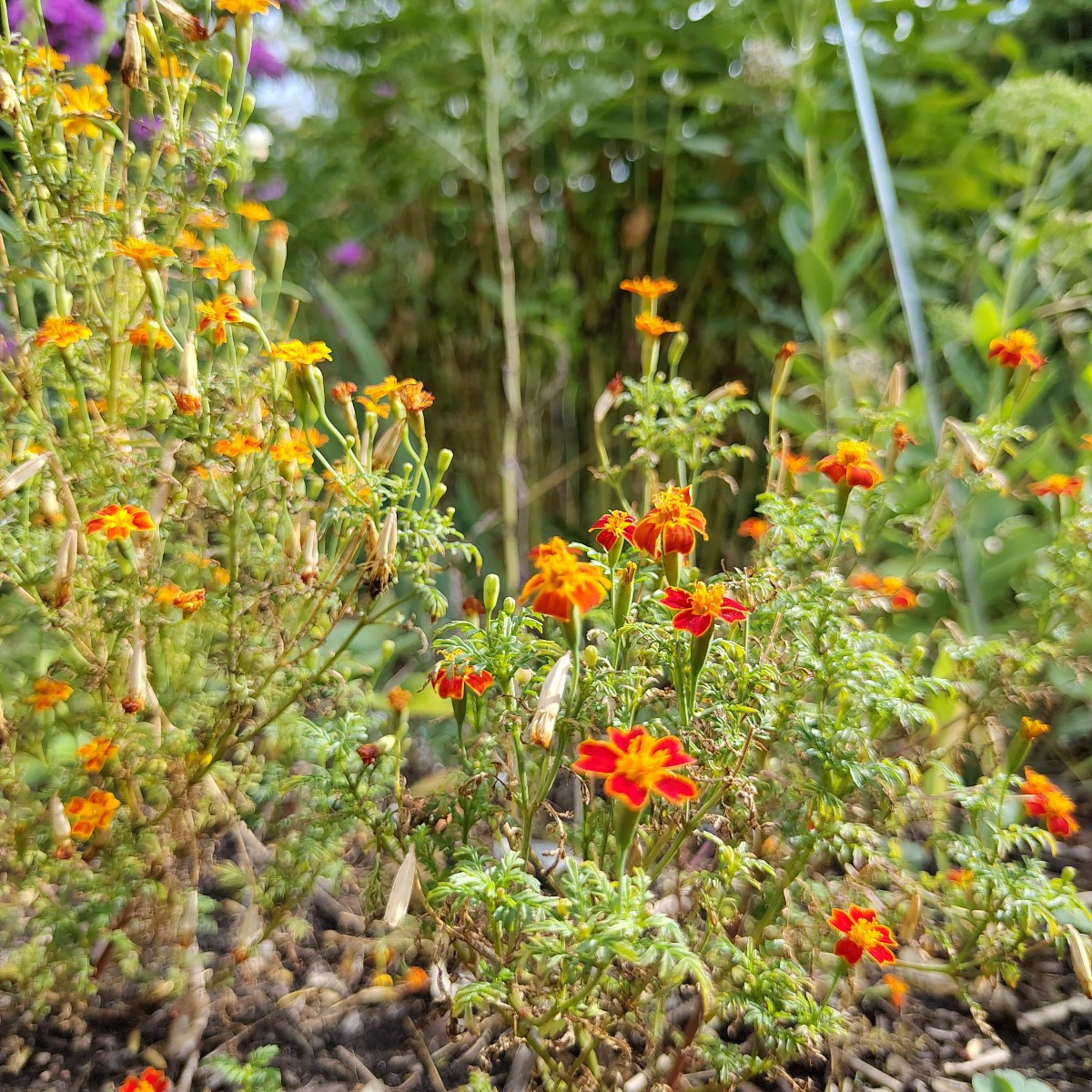 Und ein paar Blumenfotos 😀