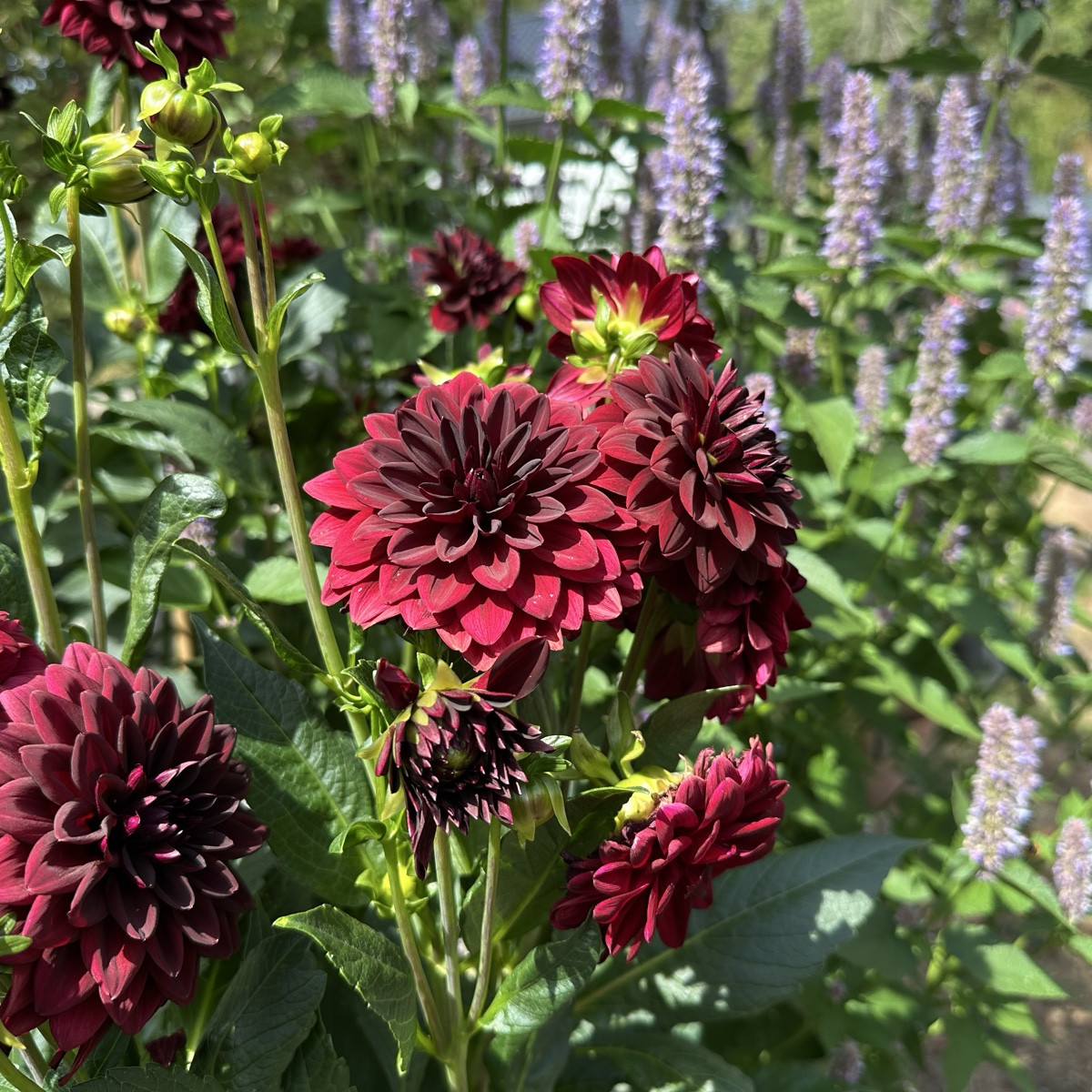 Ein paar Blüten für euch 💚