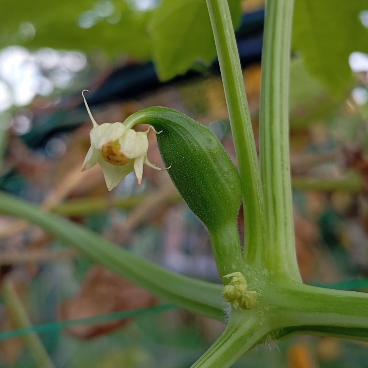 Die ersten 2 Inkagurken sind befruchtet. 😀🥒
Die Brutknöllchen am Yams wachsen.🥔
Die erste Arracaccha bekommt auch en…