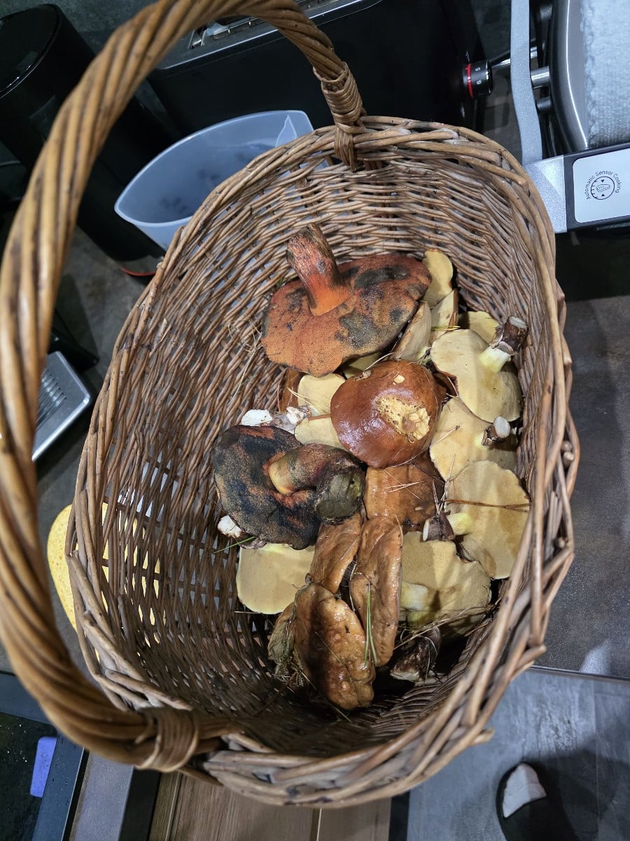 Die Pilz-Saison ist eröffnet!!!! 
Ich liebe den Herbst dafür.😁