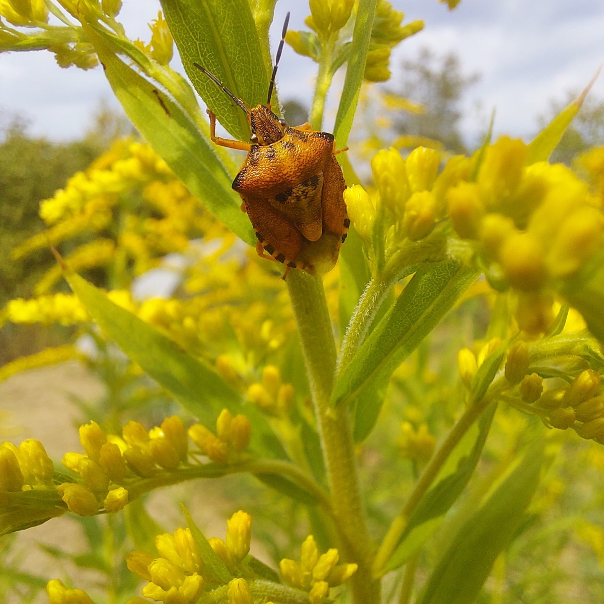 Und die heutige Insekten-Ernte an Minze und Goldrute.
Drei verschiedene Bläulinge.
Sehr dekorative Wanzen, Hüpfer und M…
