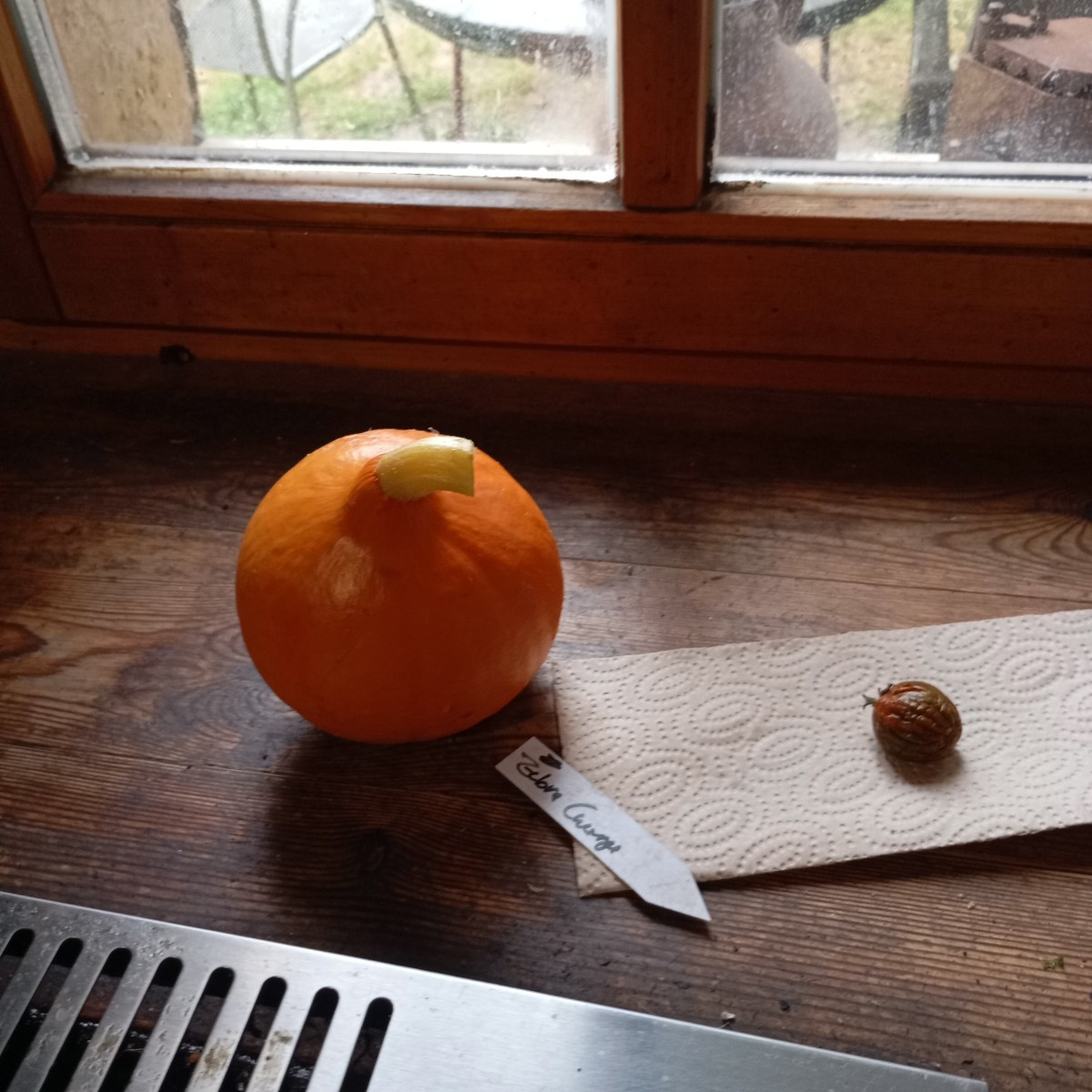 Heute den ersten Hokkaido gegessen heut Abend noch Kirchpflaumen geerntet durch den Dampf Entsafter schicken