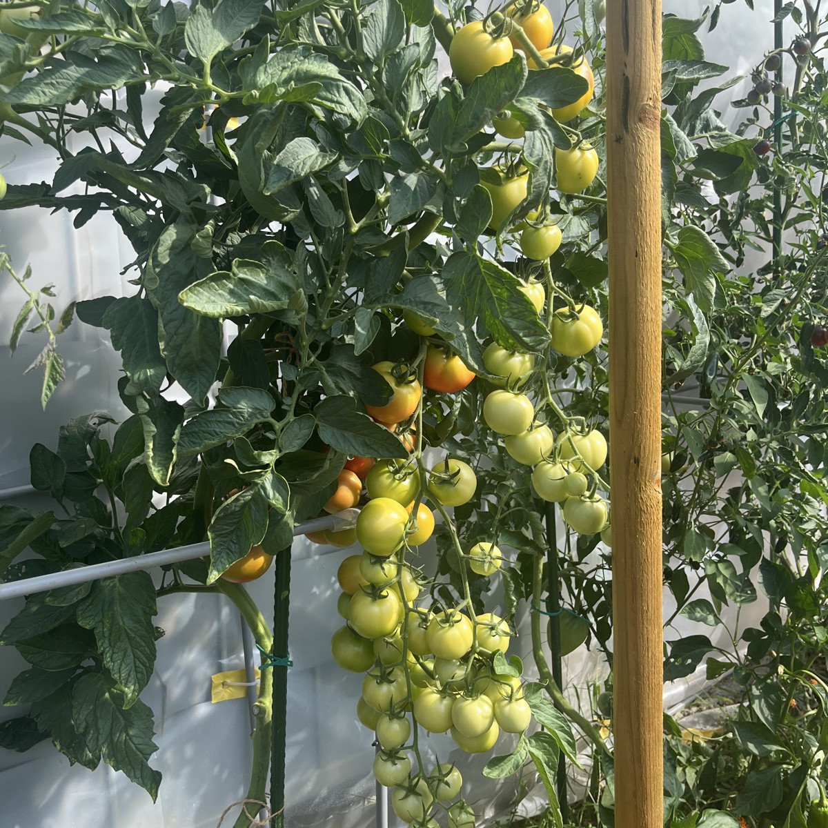 Hallo Leute

Was würdet ihr denn mit dieser Tomate machen? Bild 1 heute, Bild 2 vor einer Woche. Das Laub sieht gesund …