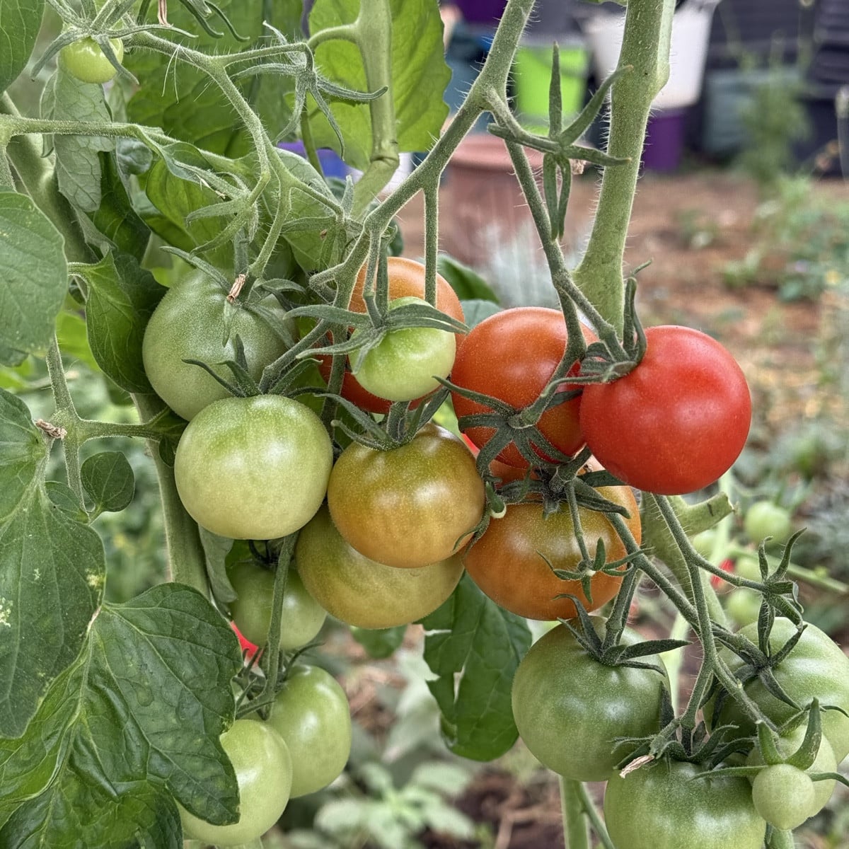 #Gewächshaus 
Heute habe ich begonnen, mich häppchenweise von der Sommer-Saison zu verabschieden. 
Noch leuchtet es frö…
