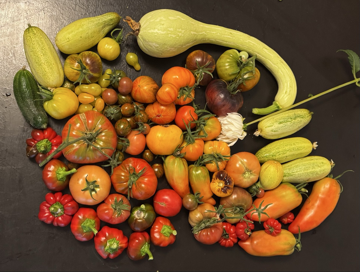 Die Ernte heute 🌱🍅🥒🌶️ 