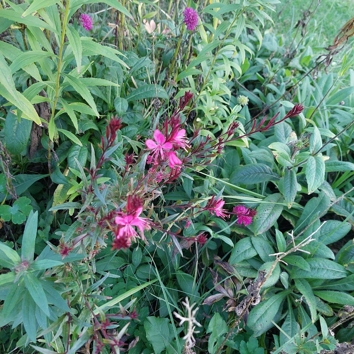Garten am Dienstag nach der Arbeit. 
Die Sonnenhüte blühen die zweite Runde, nachdem die erste verdorrt ist.
Die Cosmee…