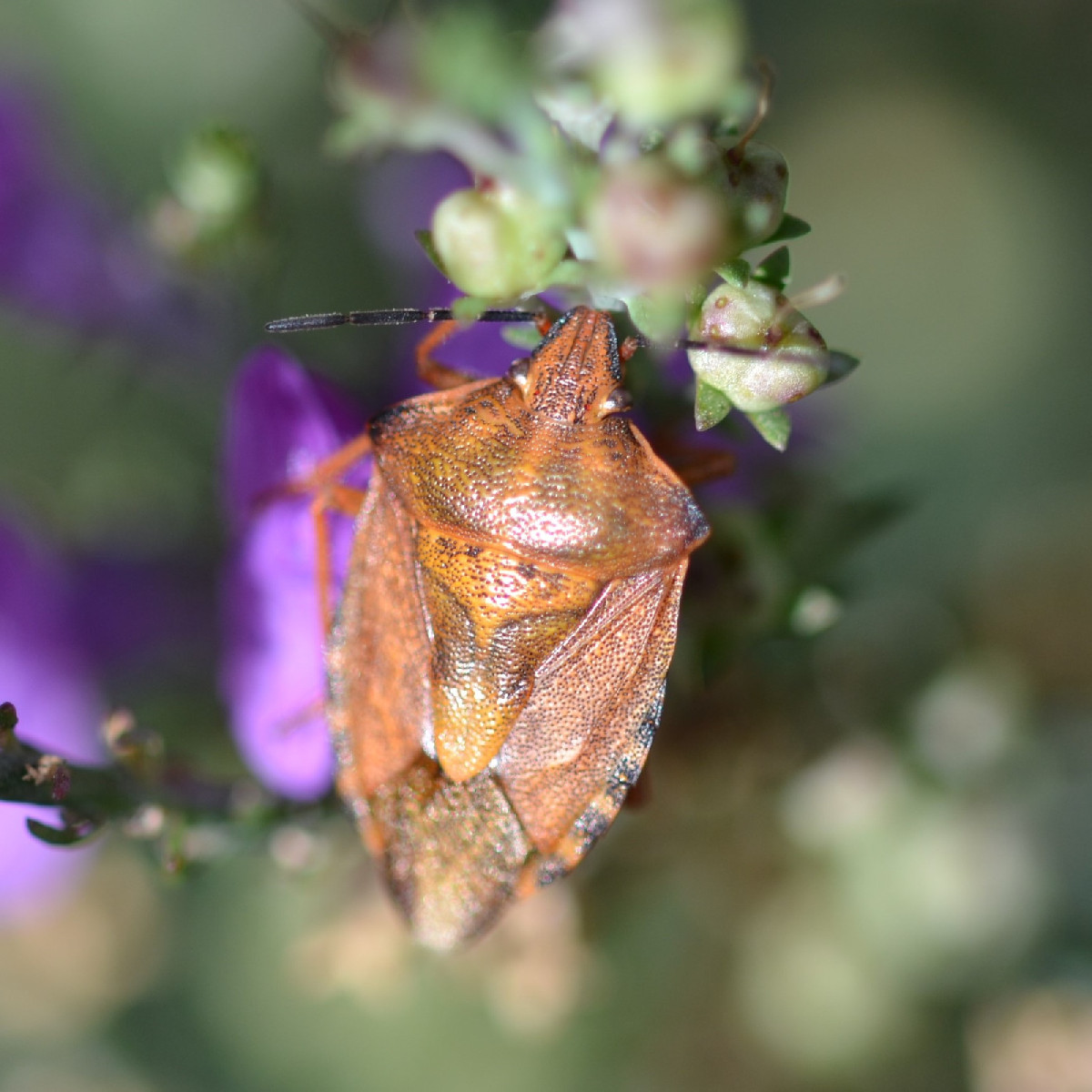 The beautiful weather is still attracting lots of insects. Here’s what I found: Photo 1: the caterpillar of the sorrel …