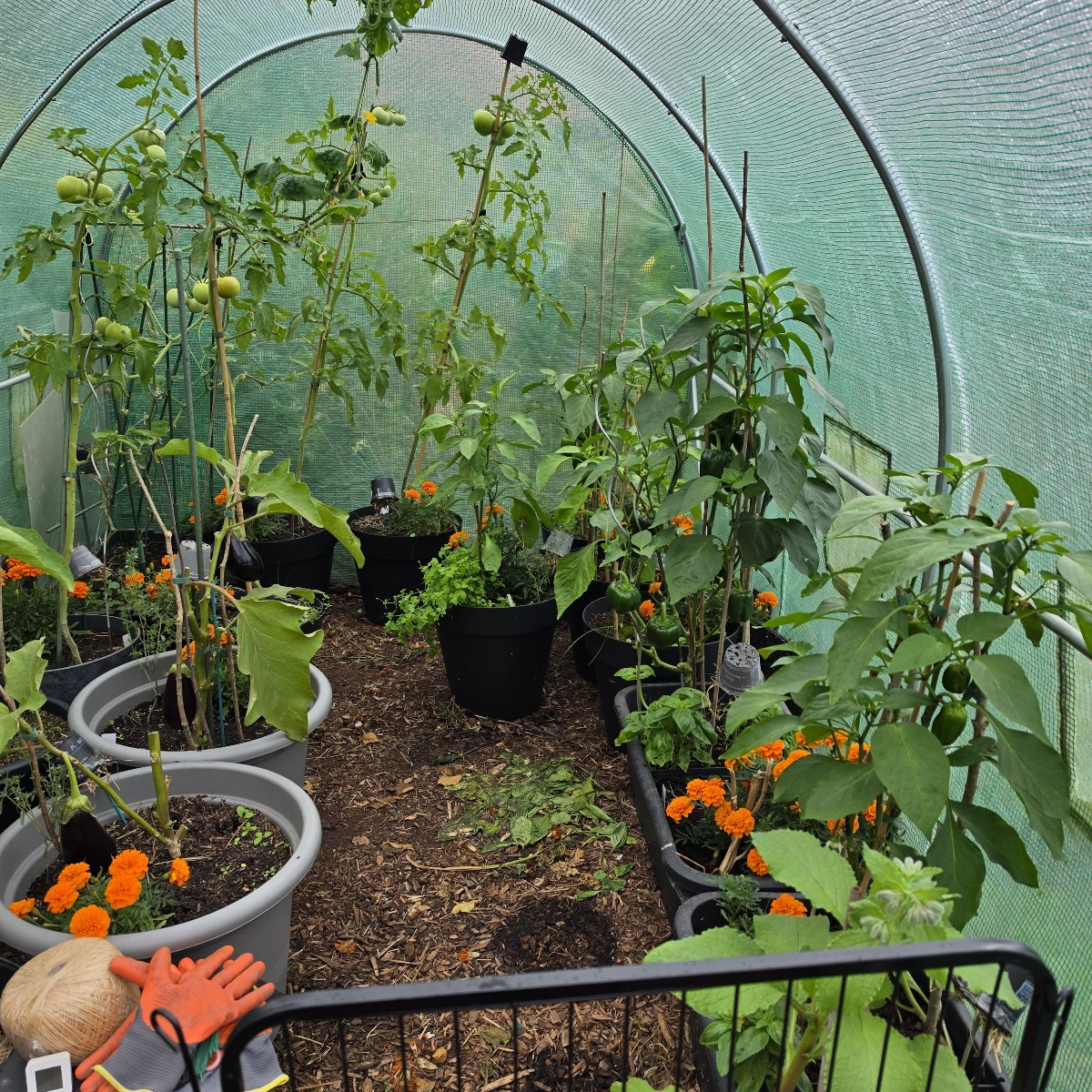 Auberginen und Tomaten geerntet. Auberginenpflanzen ohne große Auberginen entfernt aus Gewächshaus, und auf Komposthauf…
