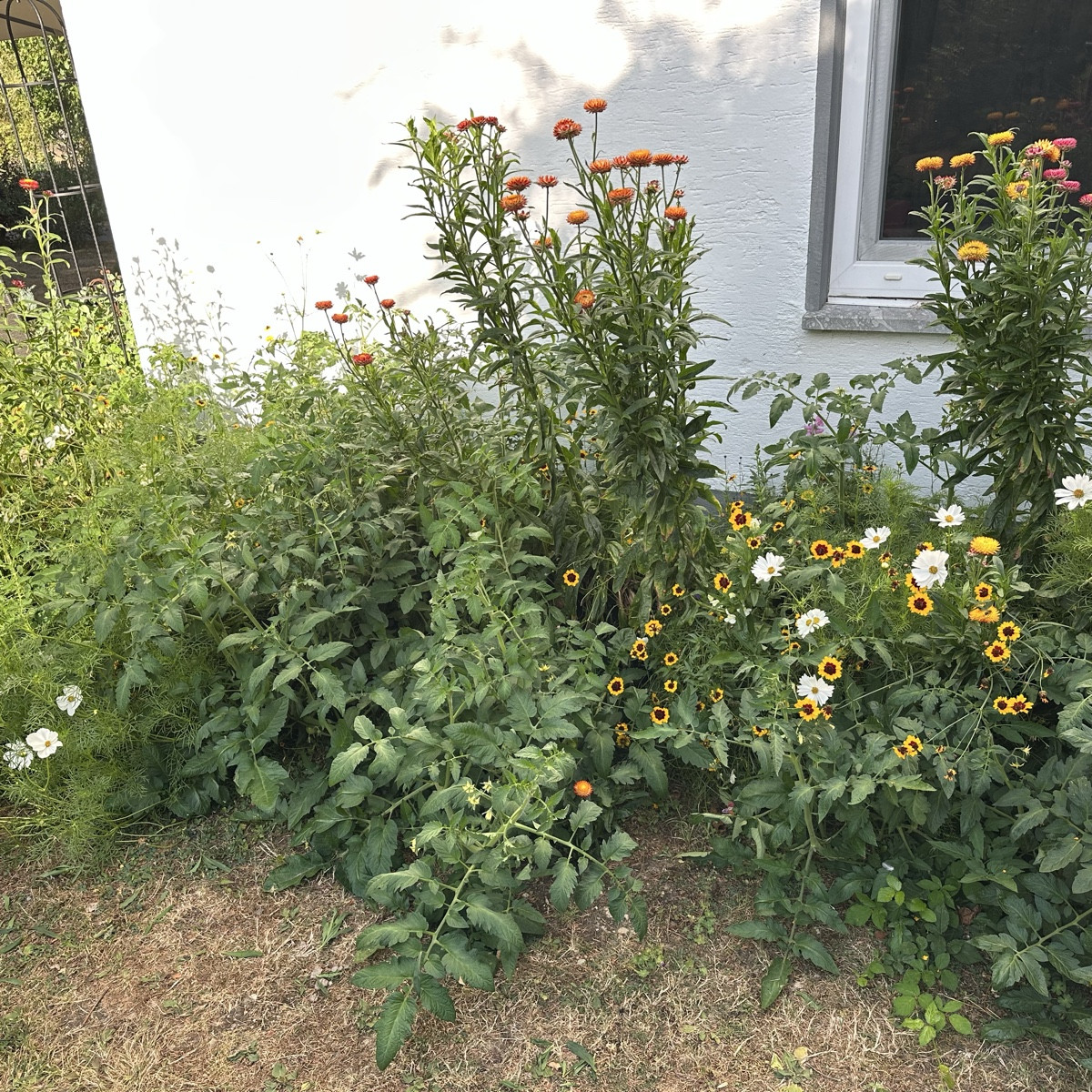 Ich hätte nicht gedacht, dass sich die Tomaten zwischen den Schnittblumen in den Mörtelkübeln so wohlfühlen 😁