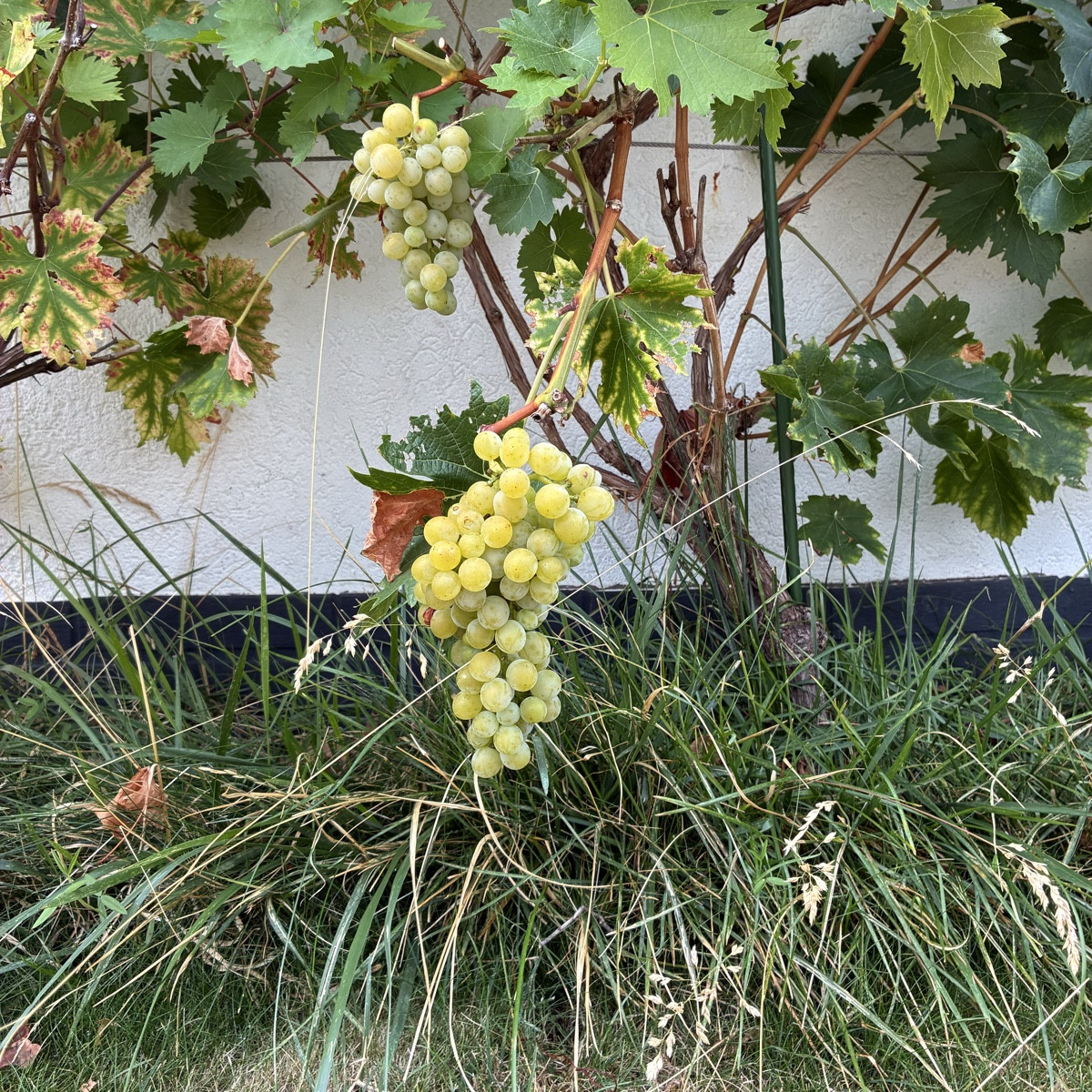 Kleiner Rundgang zu dem was hier gedeiht.
Bild 1+2 ein einzige Tomatenpflanze, die fast das Beet in Beschlag nimmt.
Bil…