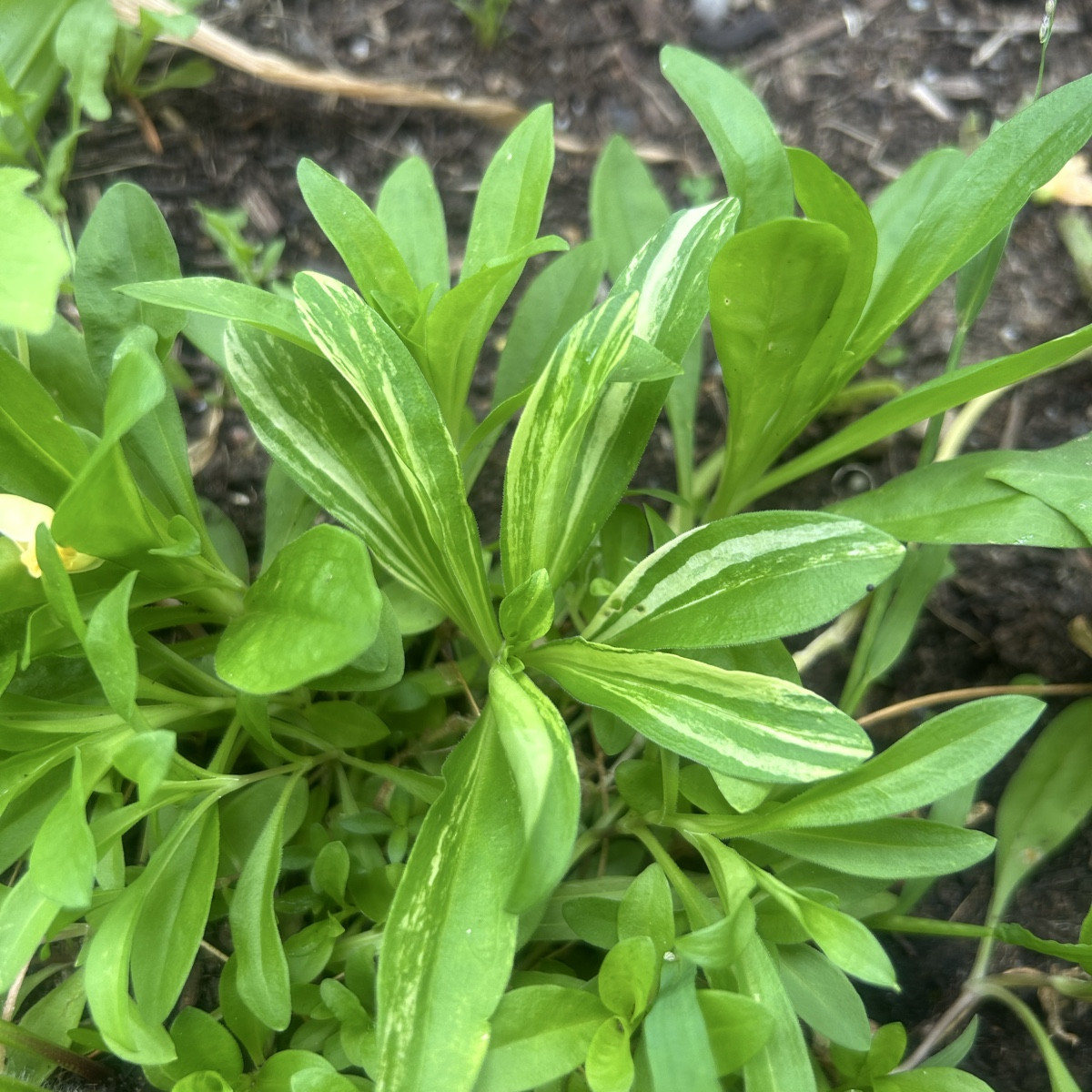 Ich knipse die verblühten Winden immer direkt ab damit mehr Kraft in die neuen Blüten geht. Das funktioniert 😇

Ist da…