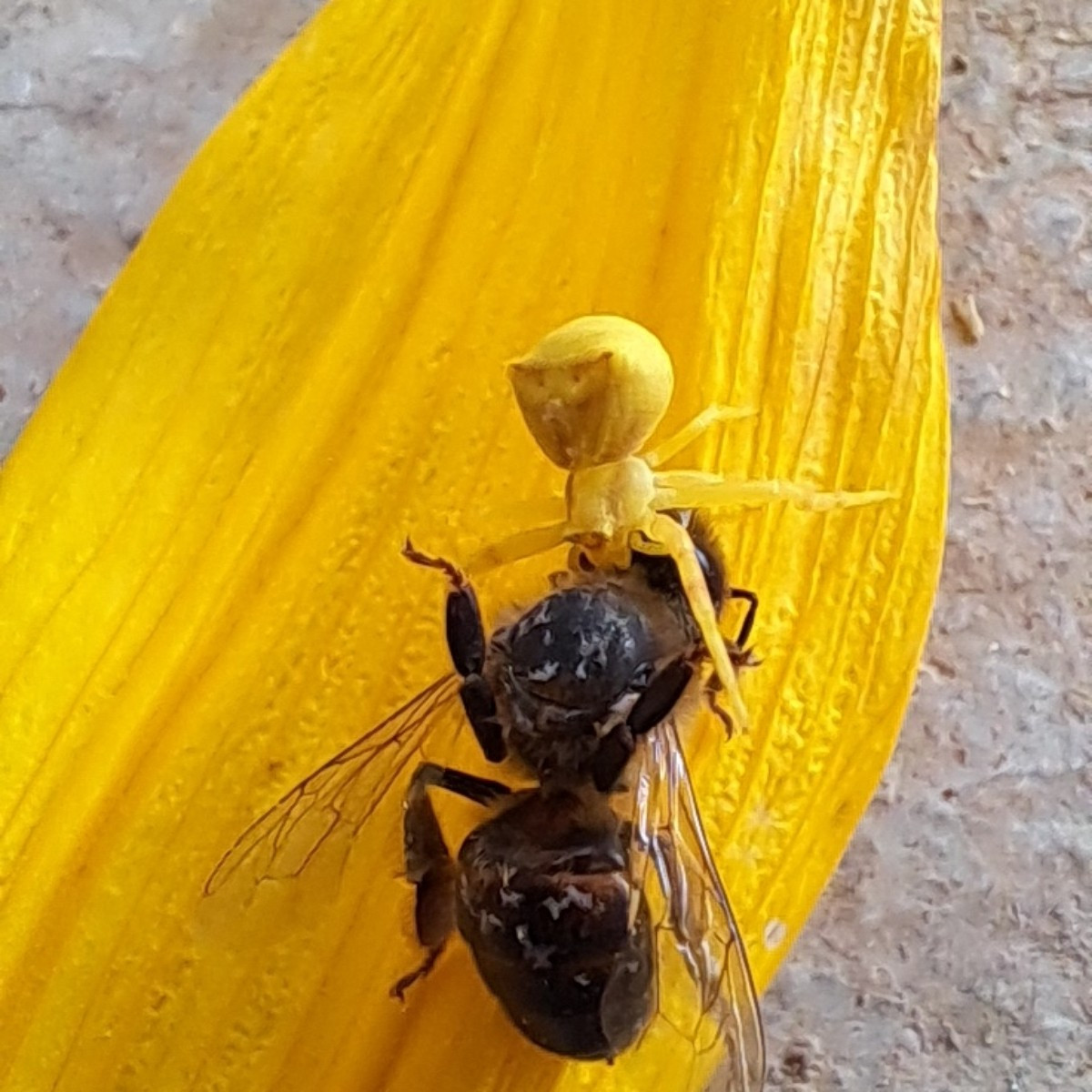 Manchmal sehe ich tote Bienen auf einer Blüte, aber wenn ich genauer hinschaue, entdecke ich eine getarnte Spinne, die …