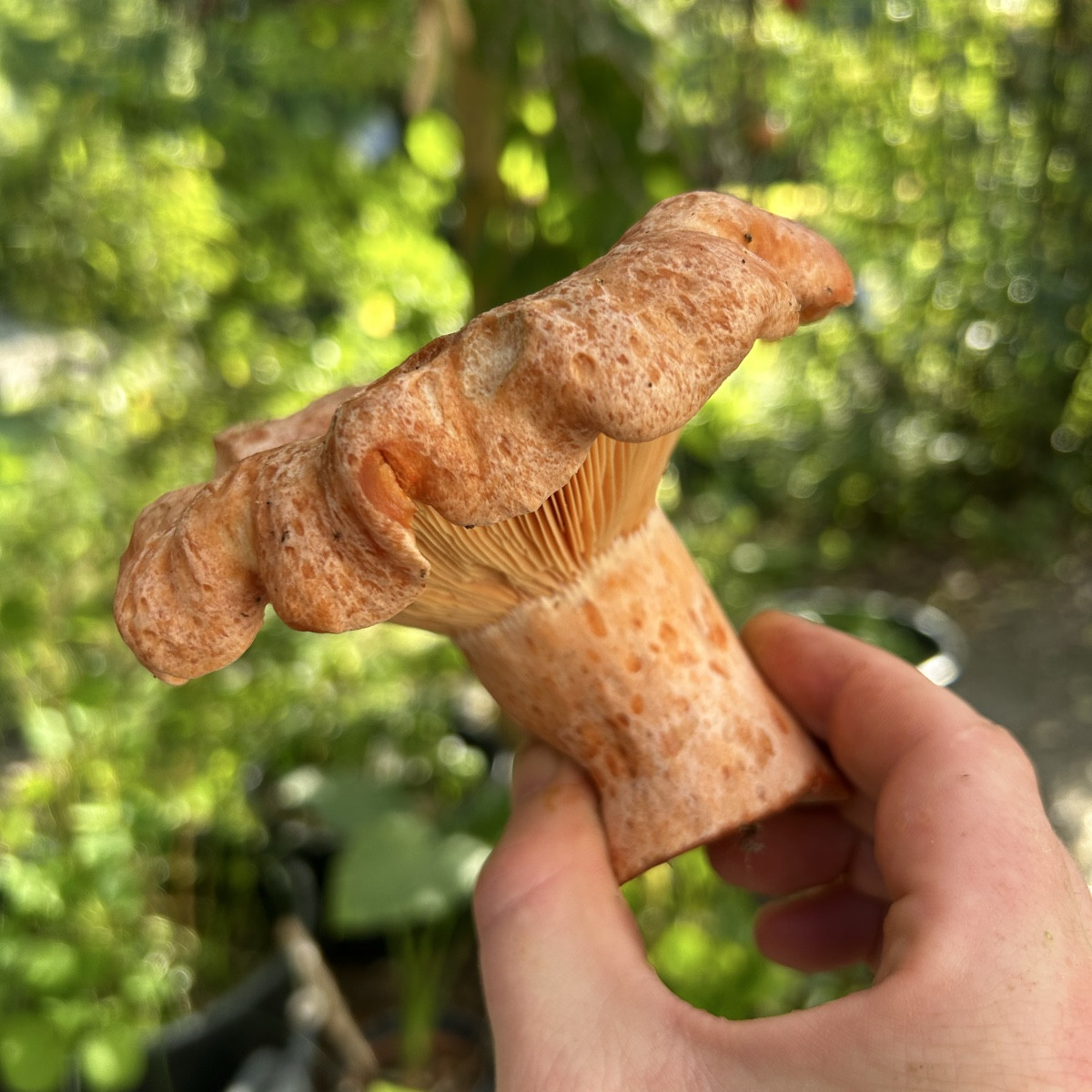 Ein Pilz der gar nicht nach Pilz schmeckt?! 

Ein Pilz mit einer Konsistenz von Lachs/Steak?!

Ein Pilz der schöner nic…