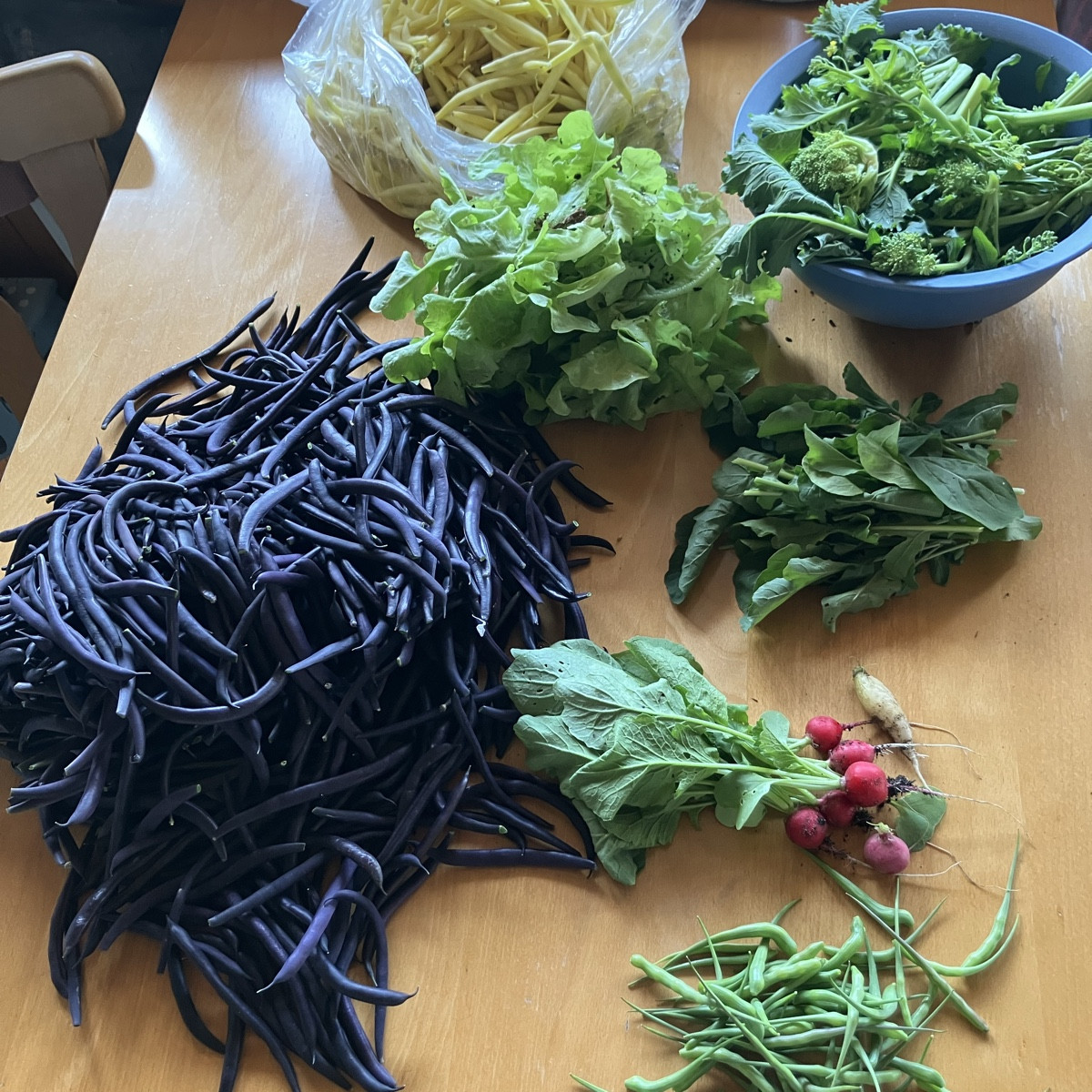 Heute Morgen ein Gang durch den Garten. Buschbohnen, Brokkolini (Cima di Rapa), Radiesli, Salat, Schottenrettich geernt…