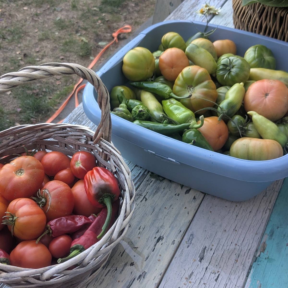 Mein wild gewachsenes Tomatenmonster hat einfach noch über 4kg geliefert... von einer einzigen Pflanze und das sind nur…
