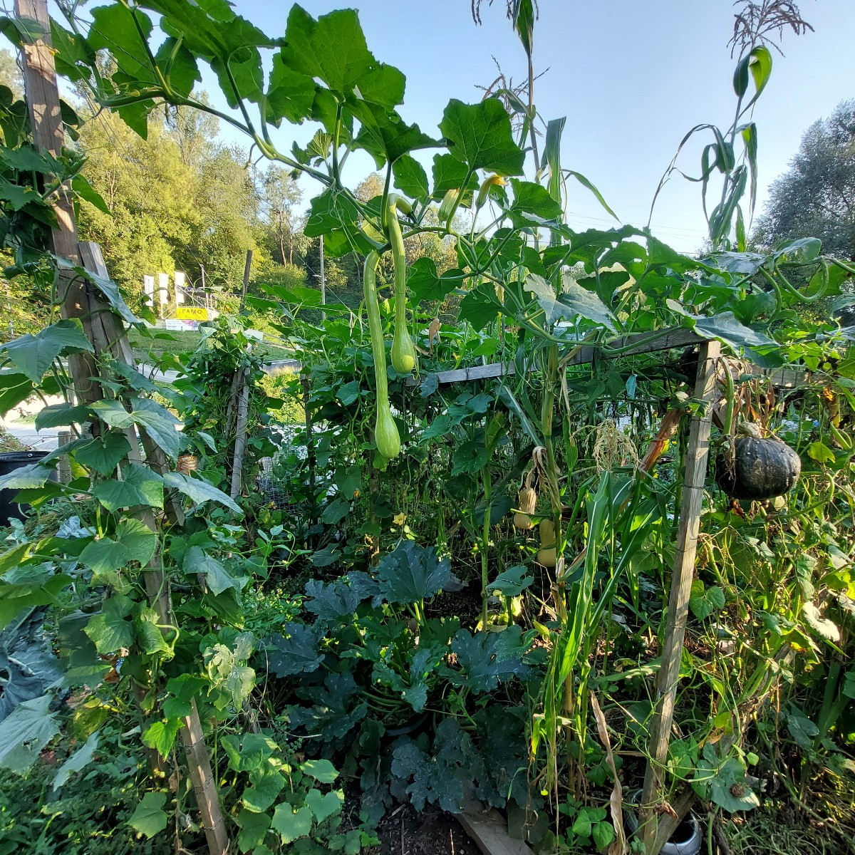 Mein Garten hat auch eine Menge Chaos im Sommer. Das liegt daran, dass ich auf mehreren Ebenen gärtner. Und die oberen …