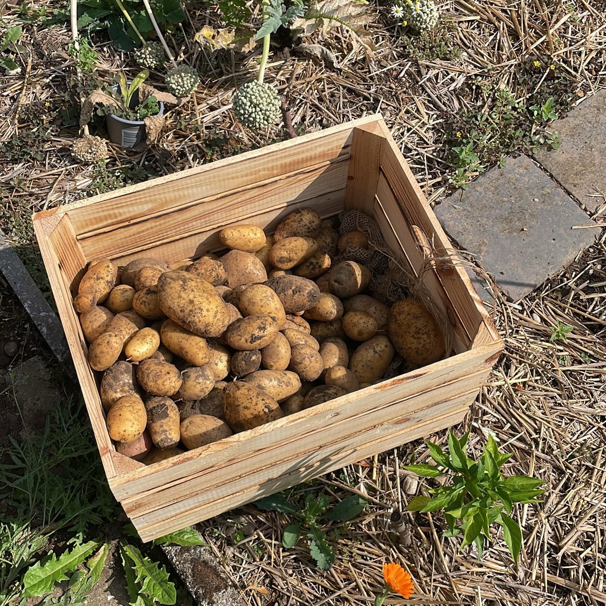 Gestern waren die Kartoffeln und Zwiebeln fällig 🥔🧅
Die Ausbeute war geringer als letztes Jahr, aber mit der Hitze bi…