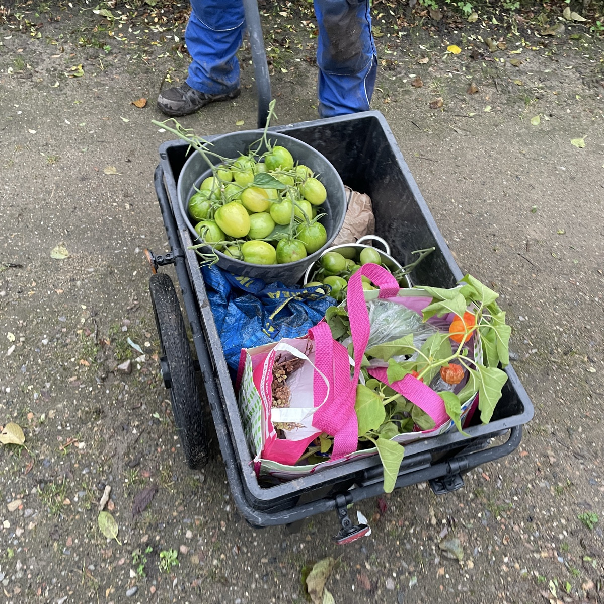 #herbsternte 

die letzten Bohnen, die letzten Tomaten, der letzte Wirsing, neue Radieschen, Möhren, Bete, Basilikum, B…