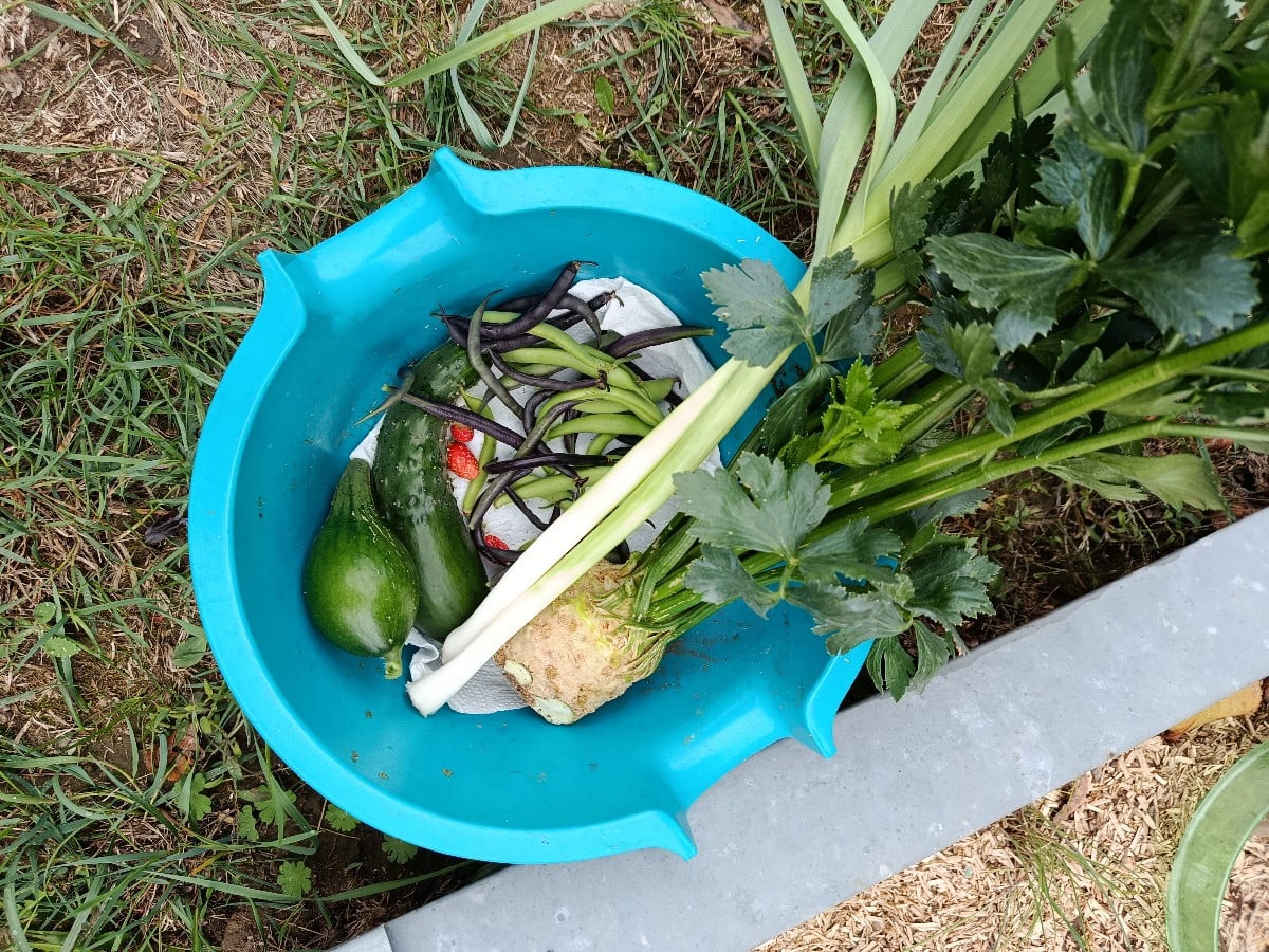Gibt ein leckeres Kartoffel Bohnen Süppchen. Jetzt geht es wieder los mit Suppe und Eintopf! Die Freilandgurken tragen …
