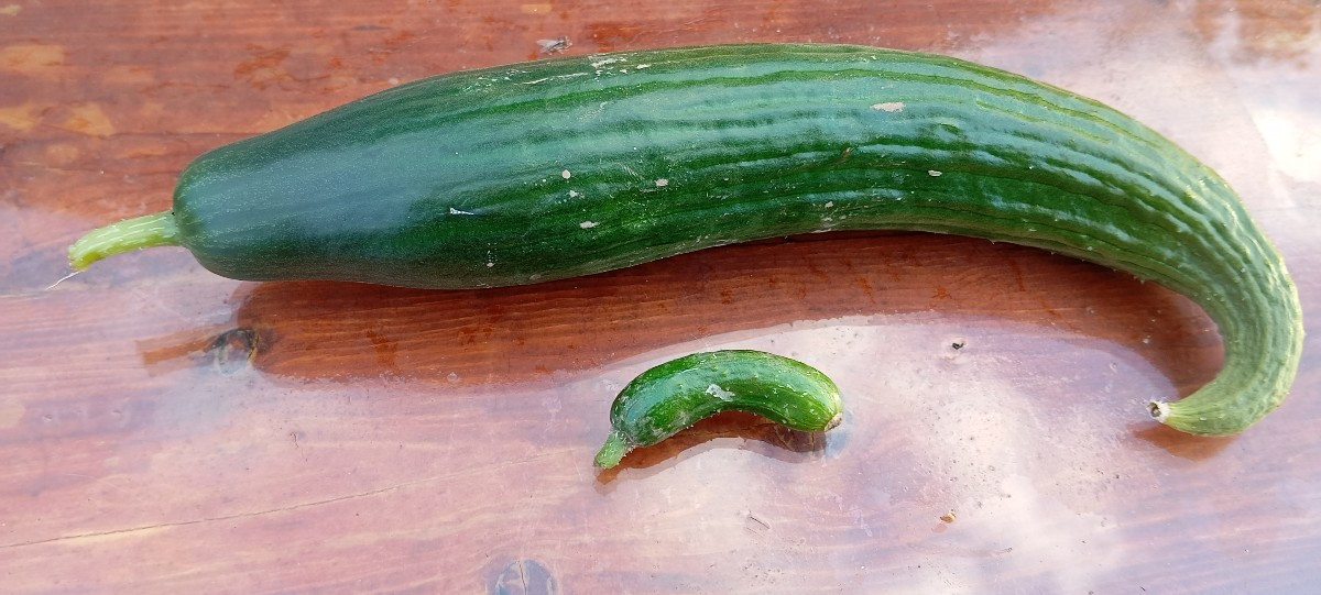 #einkaufenimgarten Im Garten, dabei sind auch die #increase
Bohnen, ich sammle aber erstmal die Samen, das sind viel zu…