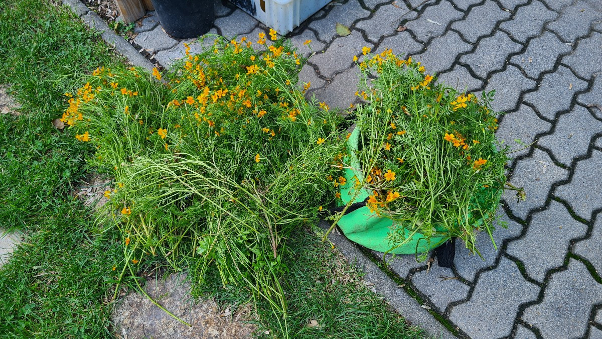 Du kannst mal die abgeblühten Ringelblumen kappen.....Ja, die sind gelb.