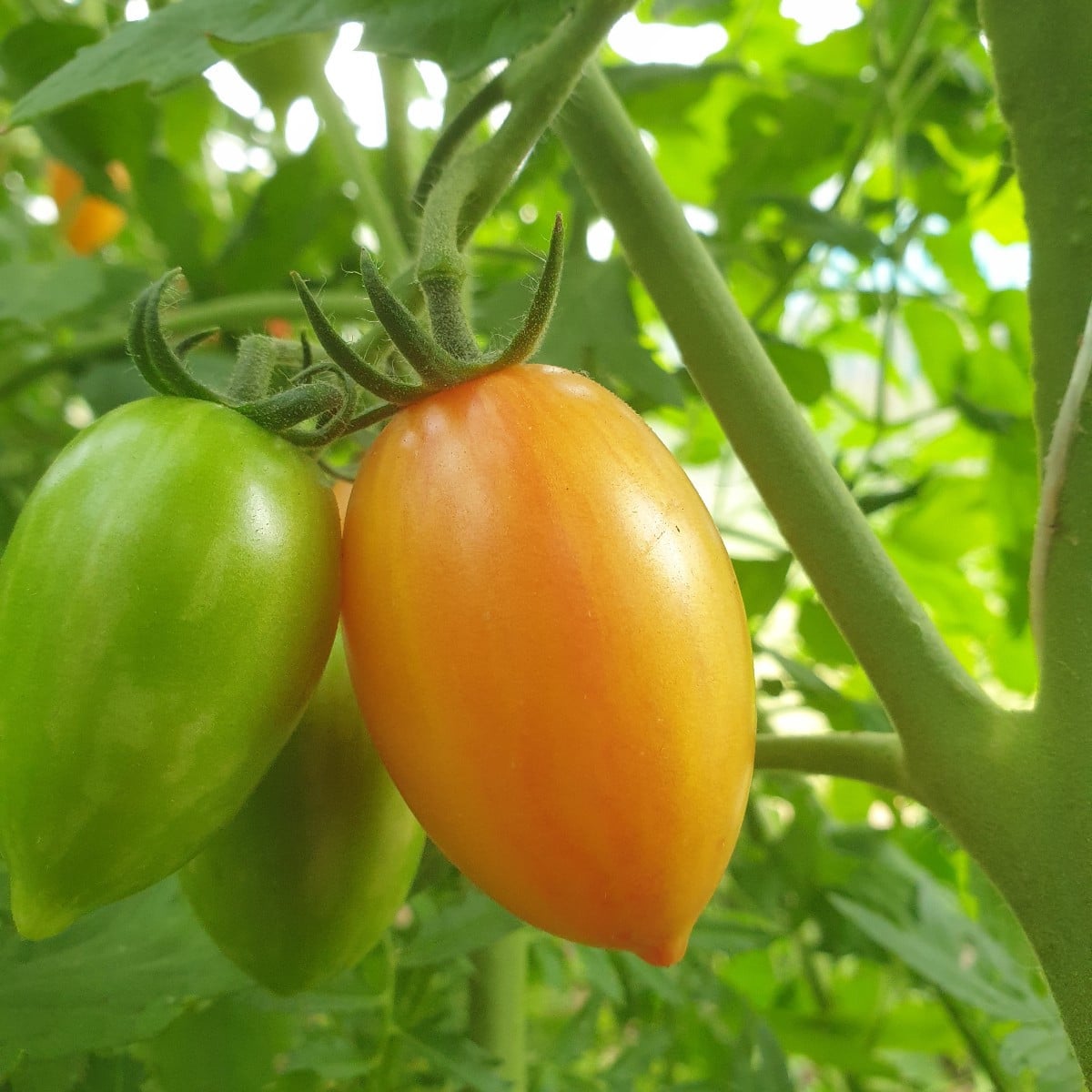 Einige Tomaten aus der aktuellen Saison. Die erste ist eine Azozychka geschmacklich gefällt sie mir sehr gut. Das zweit…