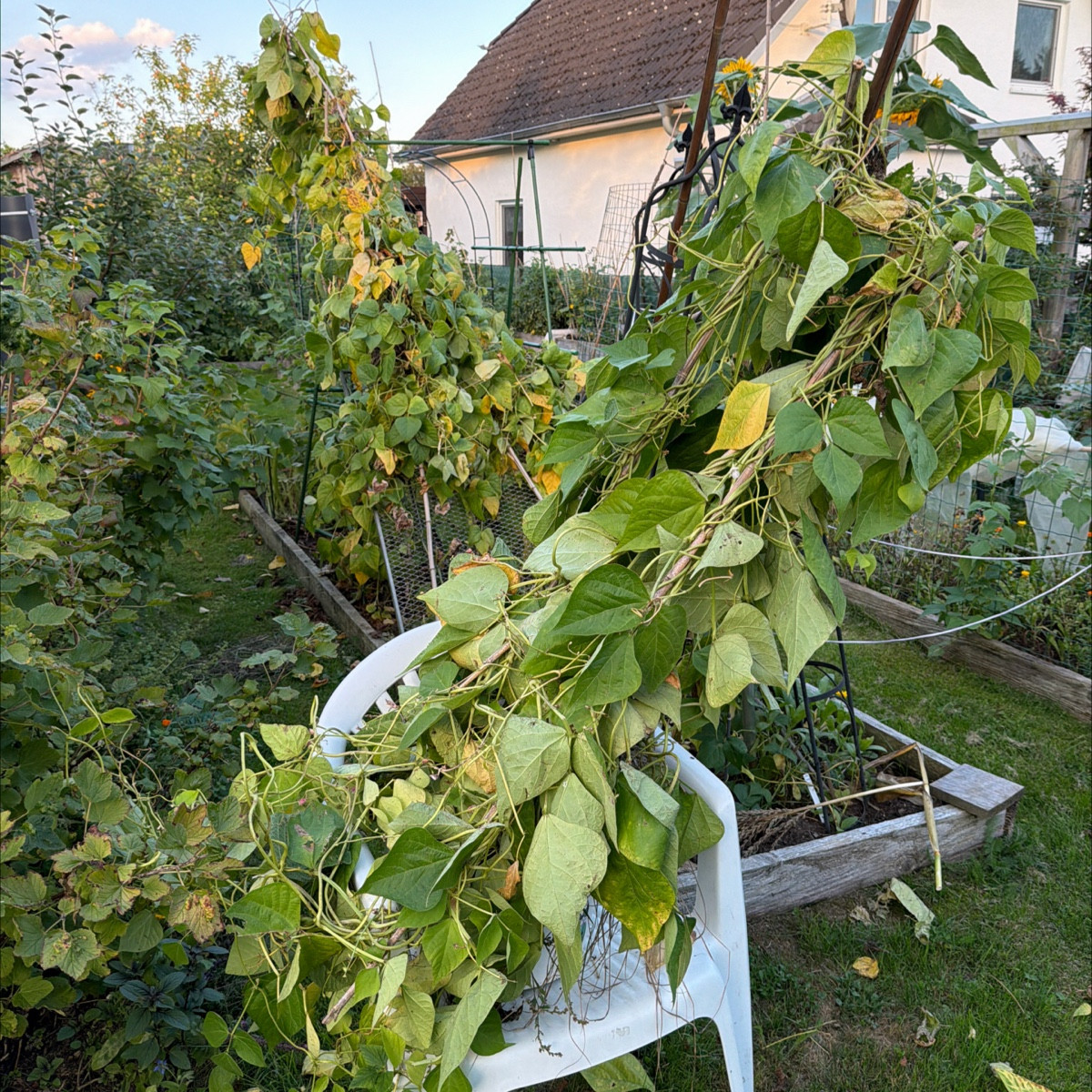 Meine eigenen @paprika kommen auch, das erste Mal 😍

Das @eisenkrautverbenabonariensis-132651 erfreut mich jeden Tag!!…