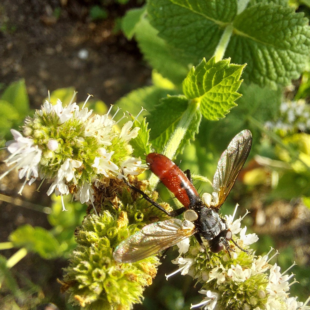 Gestern wieder spannende Tiere entdeckt.
An der Apfelminze hat es nur so gewimmelt von Fliegen. Schillernd grüne und di…