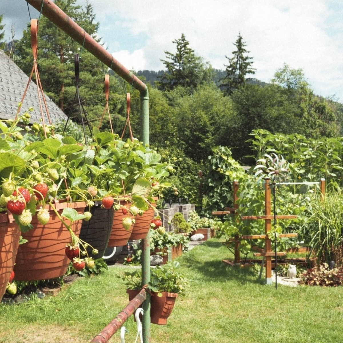 Hello👨🏼‍🌾 hier nach langer Zeit wiedermal ein paar Fotos von unserem Garten. Für den Umstand dass ich heuer aufgrund…