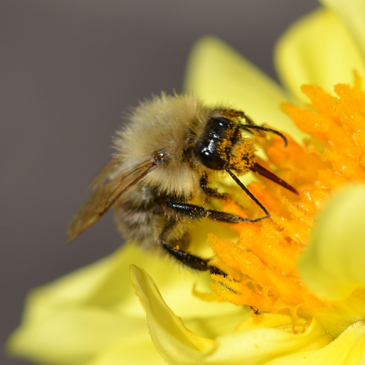 Ich werde schon ein bisschen wehmütig beim Fotografieren, weil sich die Insekten inzwischen doch ziemlich rar machen...…