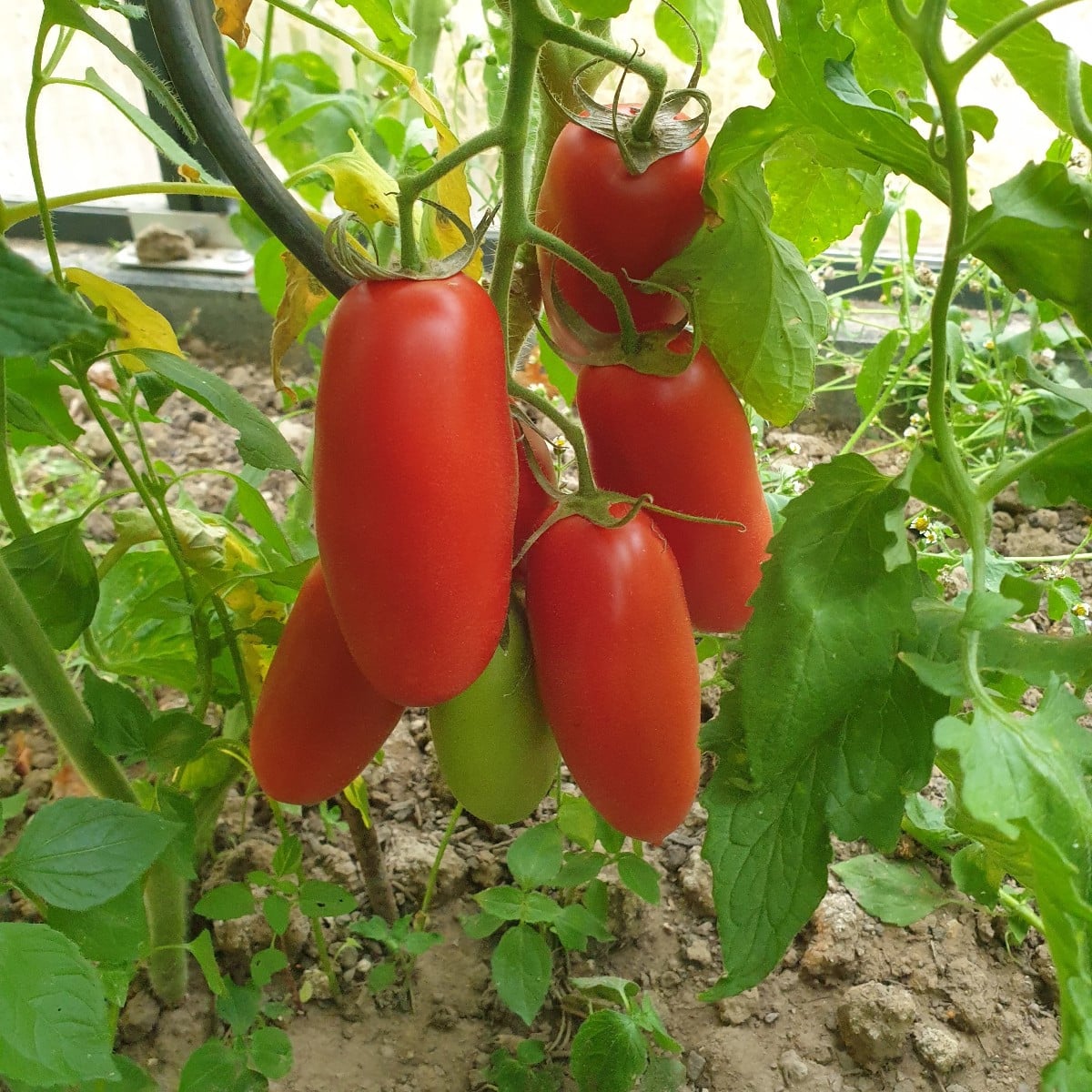 Einige Tomaten aus der aktuellen Saison. Die erste ist eine Azozychka geschmacklich gefällt sie mir sehr gut. Das zweit…