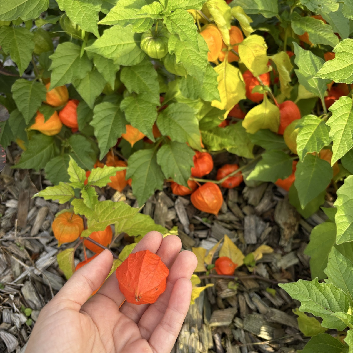 Es ist das Paprika- Jahr schlechthin! Unglaublich was wir dieses Jahr an Mengen ernten durften ❤️ Und immer noch hängen…