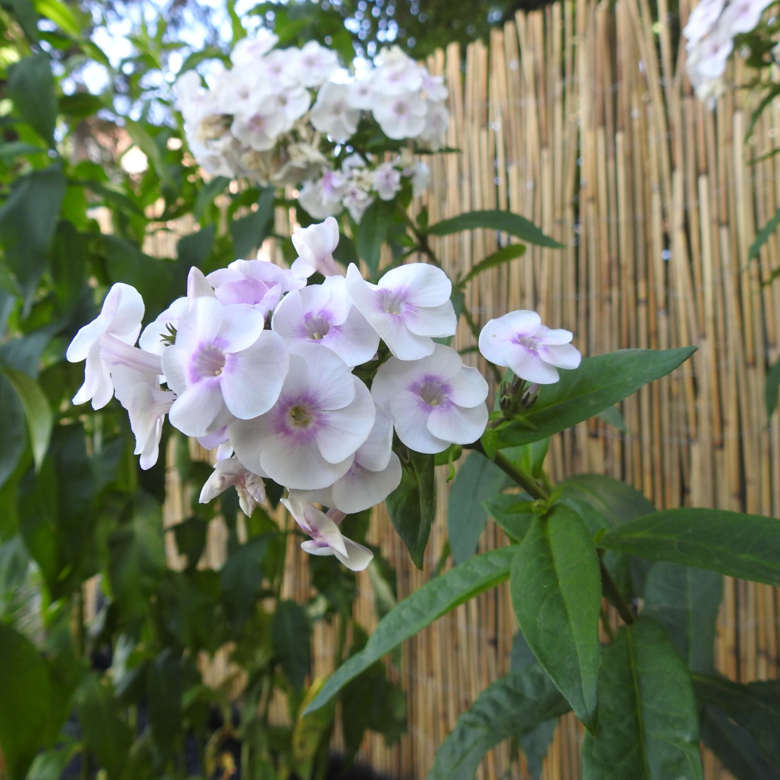 Hohe Flammenblume 'Ice Cream'