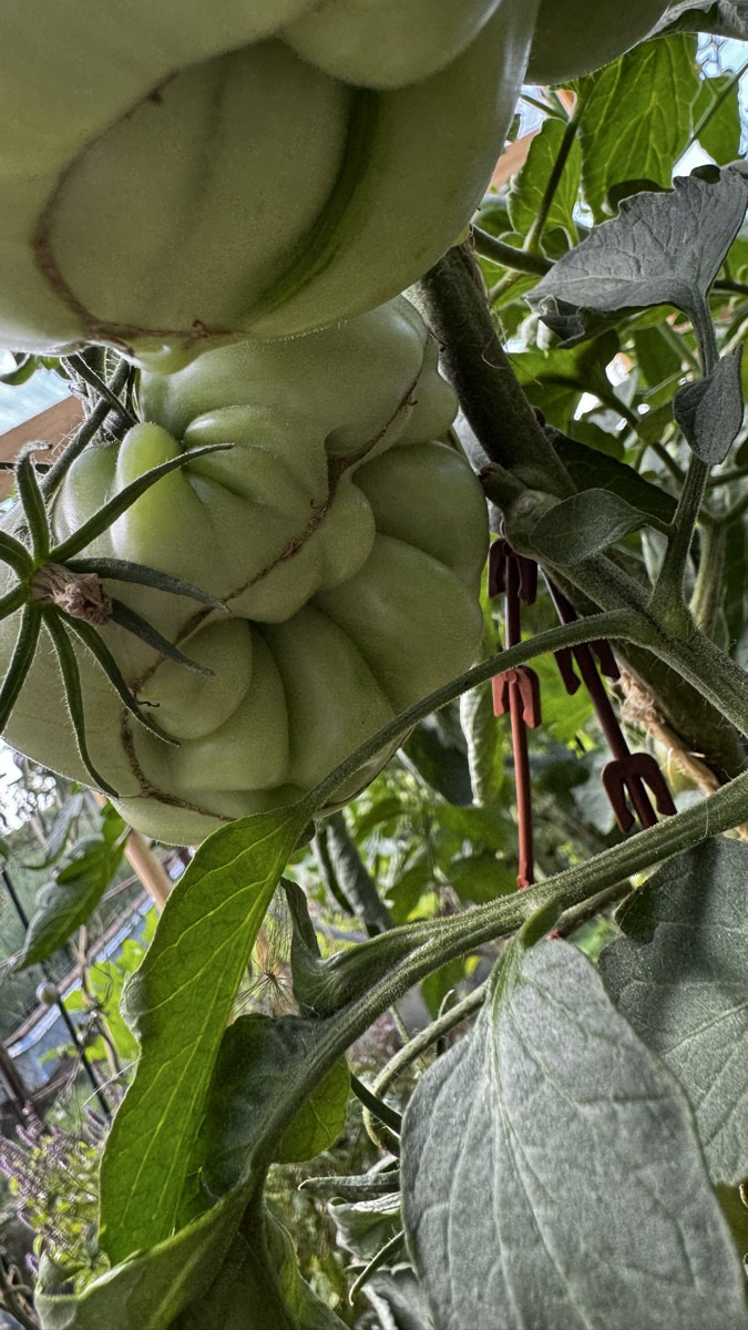 Zapotec Ananas Ribbed – eine Tomate mit mehr Kurven als erlaubt! 😂🍅
