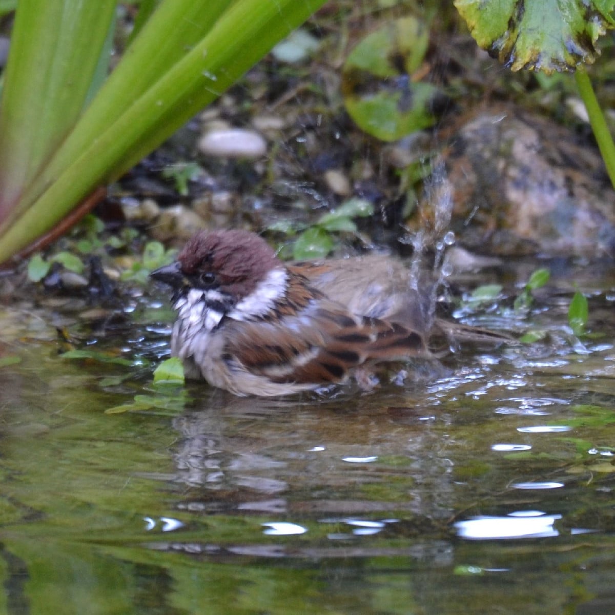 Wie gut, dass wir so eine große Vogelbadewanne haben 😁!
Zur Zeit sammeln sich die Starengeschwader. Und die, die bei u…