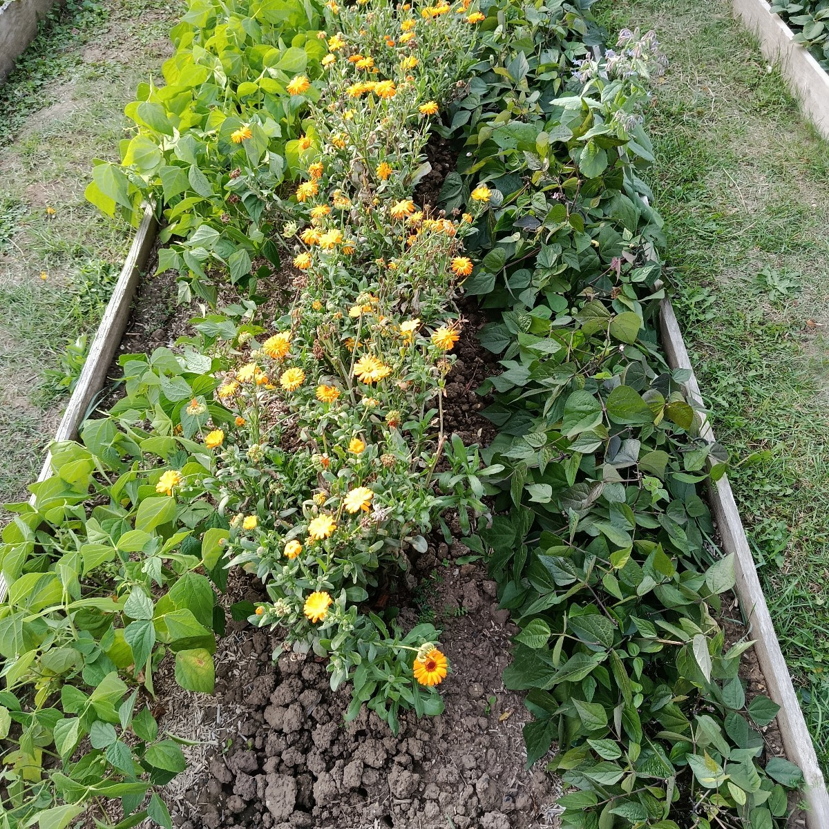 Morgens vergesse ich oft im Garten, dass ich keine zwanzig mehr bin, abends bekomme ich dann die Quittung. Wer kennt es…