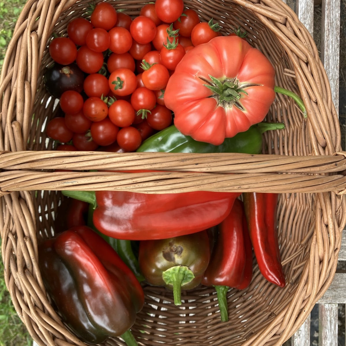 Drei Sorten Tomaten und zwei Sorten Paprika. Schön langsam läßt der Ertrag nach. Am meisten gibt es noch bei den Kirsch…