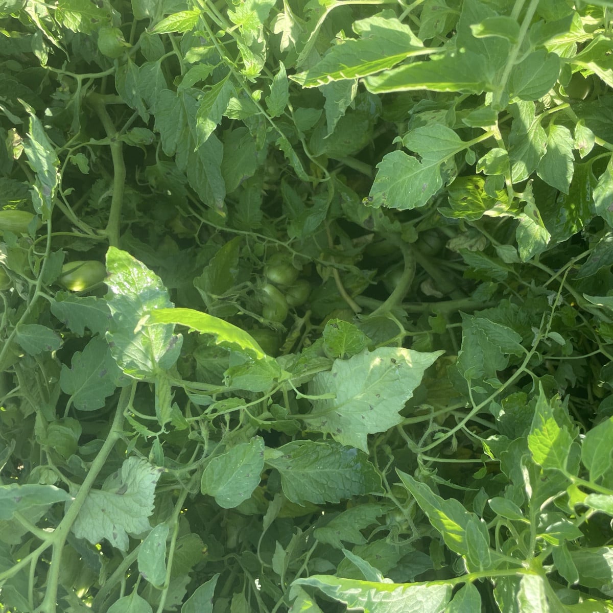#Tomaten im Freiland-Jungle! Ich hatte im Frühjahr schon eimerweise ausgegeizt... und es sind viele Überraschungen, den…