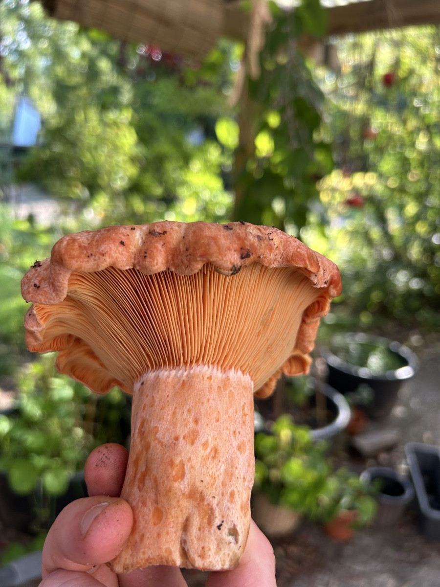 Ein Pilz der gar nicht nach Pilz schmeckt?! 

Ein Pilz mit einer Konsistenz von Lachs/Steak?!

Ein Pilz der schöner nic…