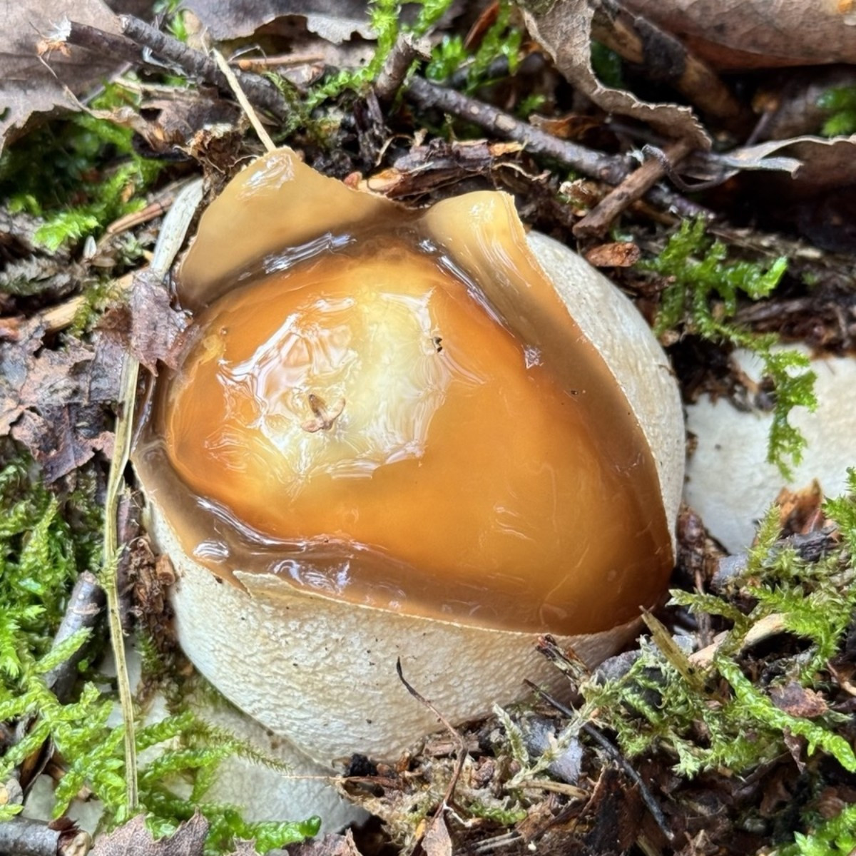 Today I finally went mushroom hunting with a friend.
:-)
I'm happy—I found enough for a meal.
:-D And I'm thrilled beca…