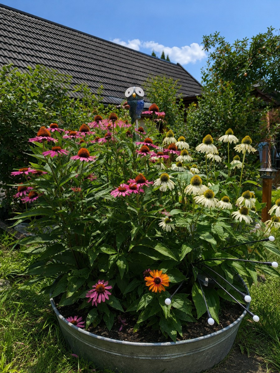 Und Sonnenhut geht immer🙂