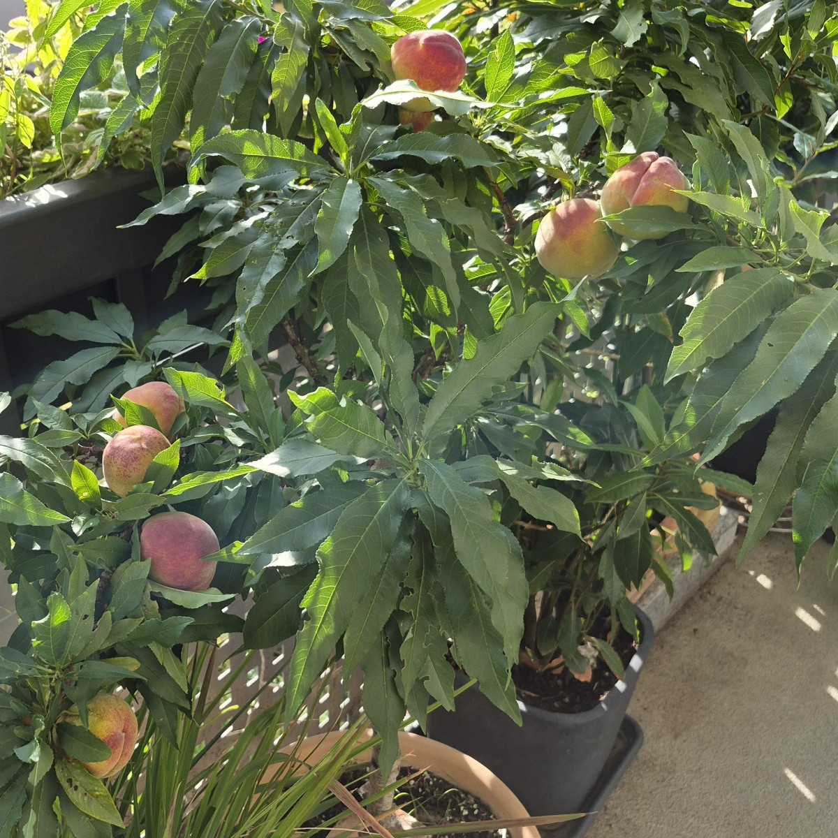 Hey ihr Lieben! Update vom Balkon.  Zwetschge muss mit Kokosseilen abgestüzt werden,  Pfirsich 🍑 und Birne geht es gut…