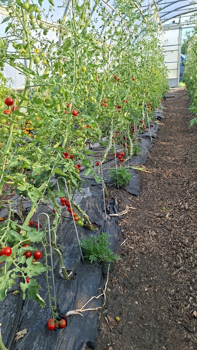 Hier ein blick live in die tomatenernte. Inzwischen wird alle 3 tage geerntet