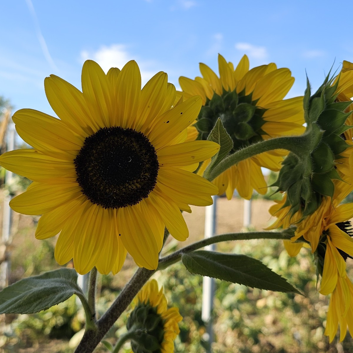 Heute, nachm stressigen jobtag, wieder im garten entspannt einen radler getrunken, geerntet, natur beobachtet und übrig…