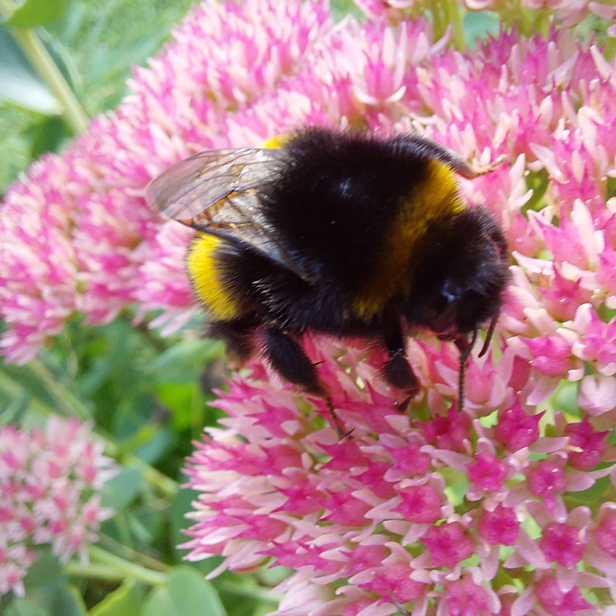 Heute war ich endlich mal wieder mit Muße im Garten.
Und ich dachte schon, es wird ein mageres Bohnenjahr.
Hab auch vom…