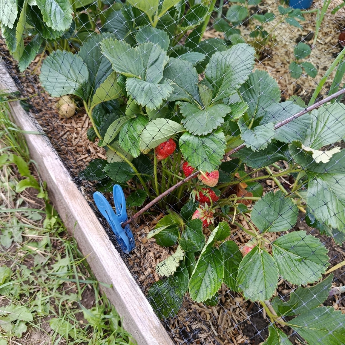 Das Bild ist vom Frühsommer. Meine Frage an euch: Es ist ja August. Wie macht ihr das mit dem Ablegern? Ich würde gerne…