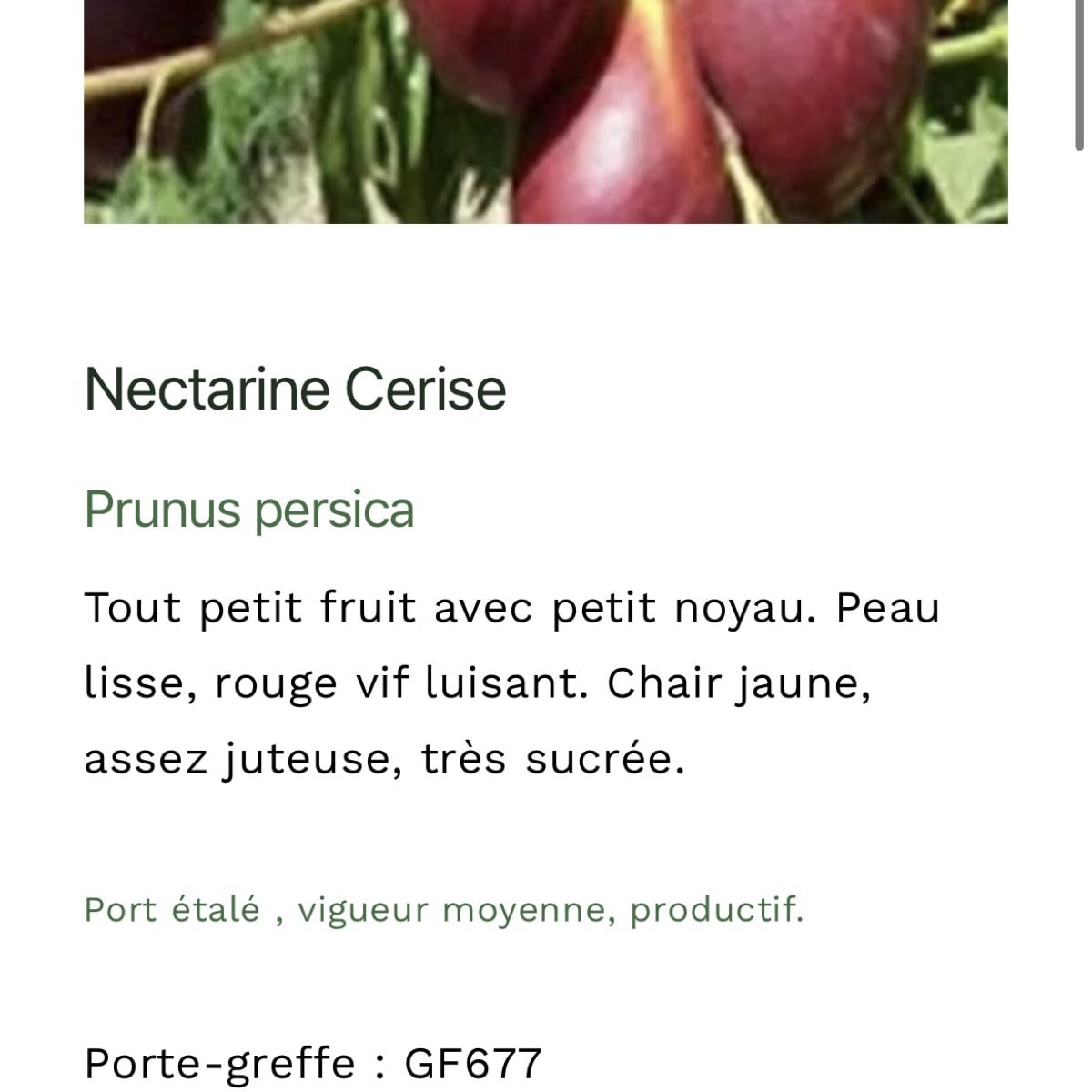ich brauch eure hilfe bzw euer schwarmwissen!

bin auf der suche nach eine nektarine cerise pflanze (strauch ,baum, gro…
