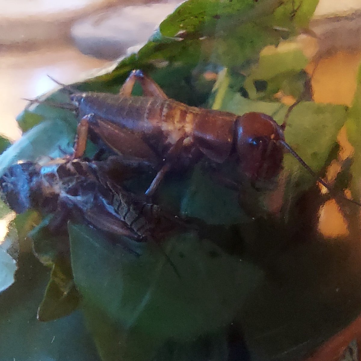 Nachdem gestern fleißig eingekocht wurde, haben sich die Kinder gewünscht im Zelt zu übernachten. 
Beim Aufbau desselbi…