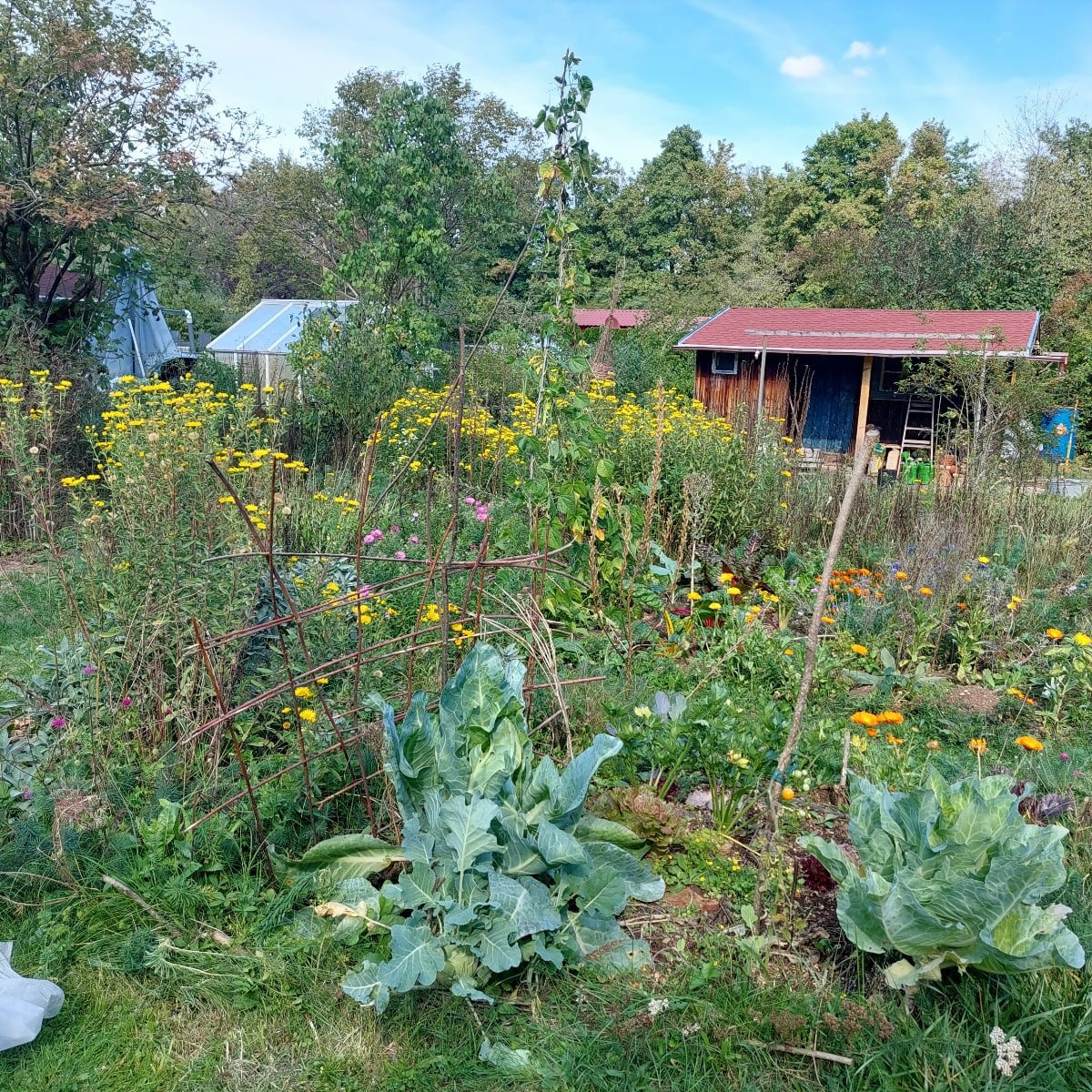 Heute war ich endlich mal wieder mit Muße im Garten.
Und ich dachte schon, es wird ein mageres Bohnenjahr.
Hab auch vom…